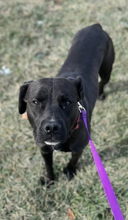 An adult large-sized female Black Pit Bull Terrier dog named Chrissy for adoption in Kansas City, MO