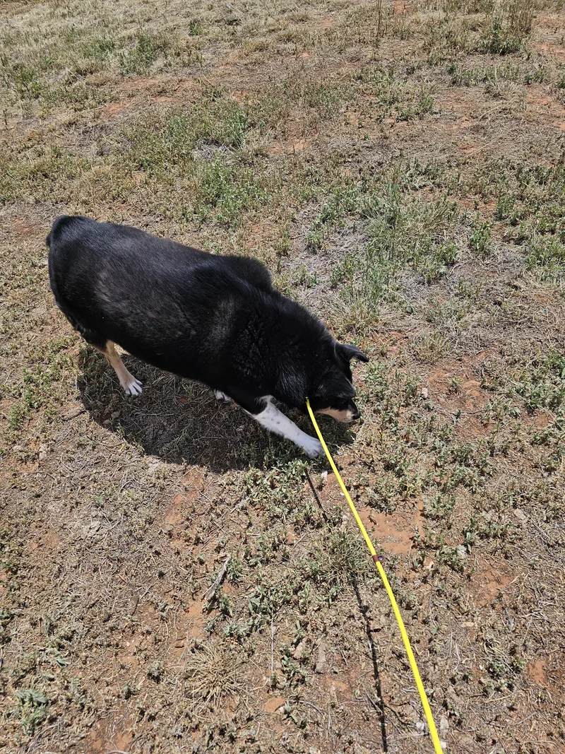 Gertie