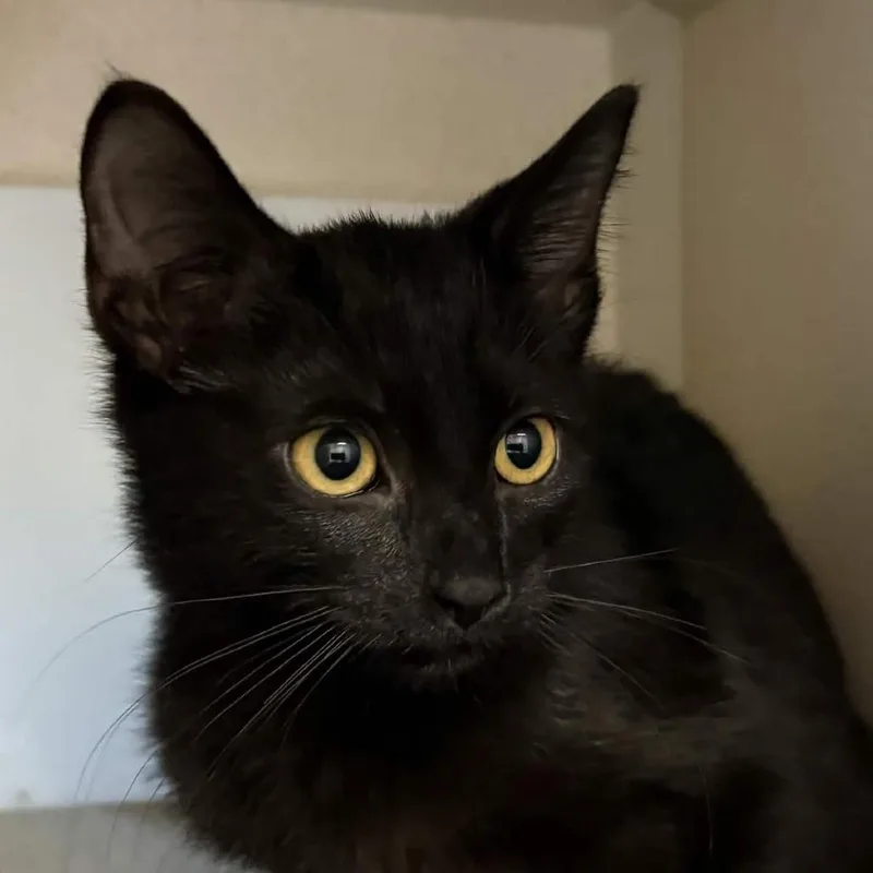 A baby small-sized female Black Domestic Short Hair cat named Mae for adoption in Gloucester, VA