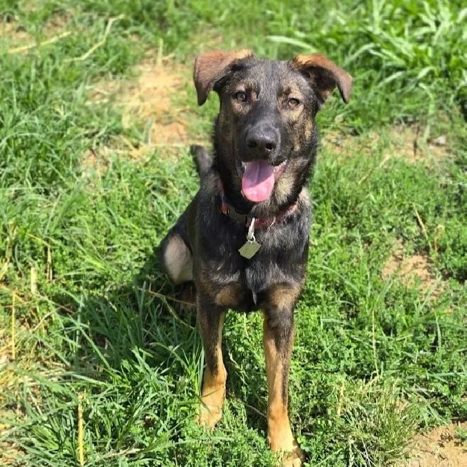 A baby medium-sized male Shepherd dog named Sarge for adoption in Scottsburg, IN
