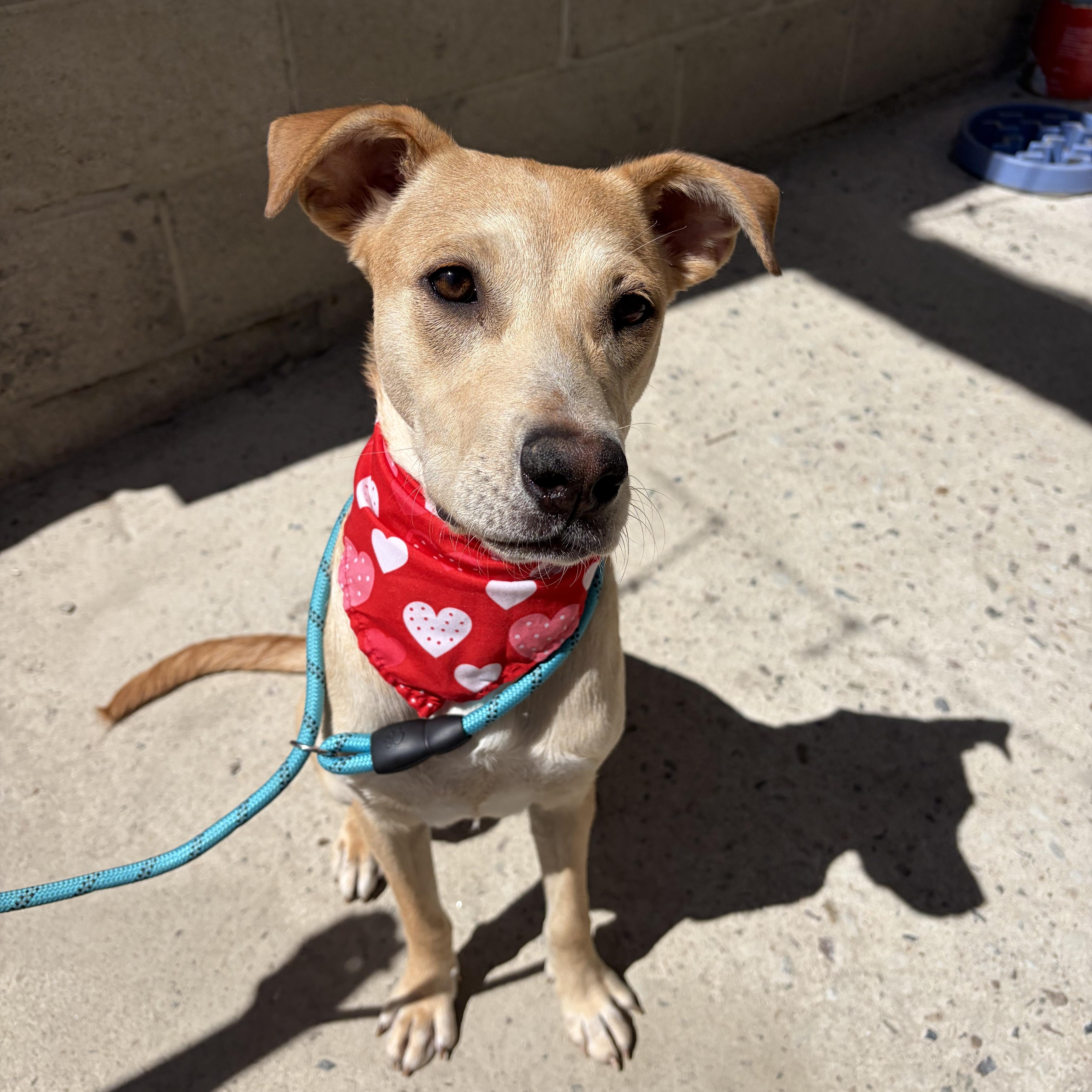 A young medium-sized female Apricot / Beige Labrador Retriever dog named Sophie for adoption in Poway, CA