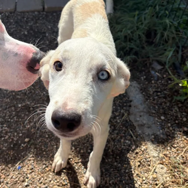 A young small-sized male Ibizan Hound dog named Ignacio for adoption in West Des Moines, IA