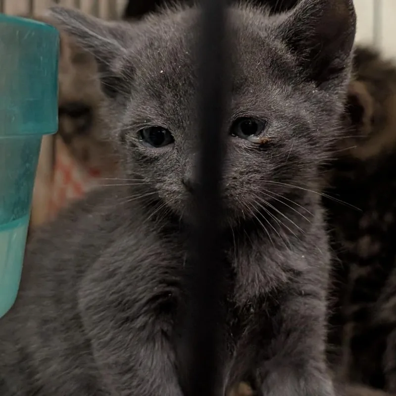 A baby small-sized male Gray / Blue / Silver Domestic Short Hair cat named Americano for adoption in Bel Air, MD