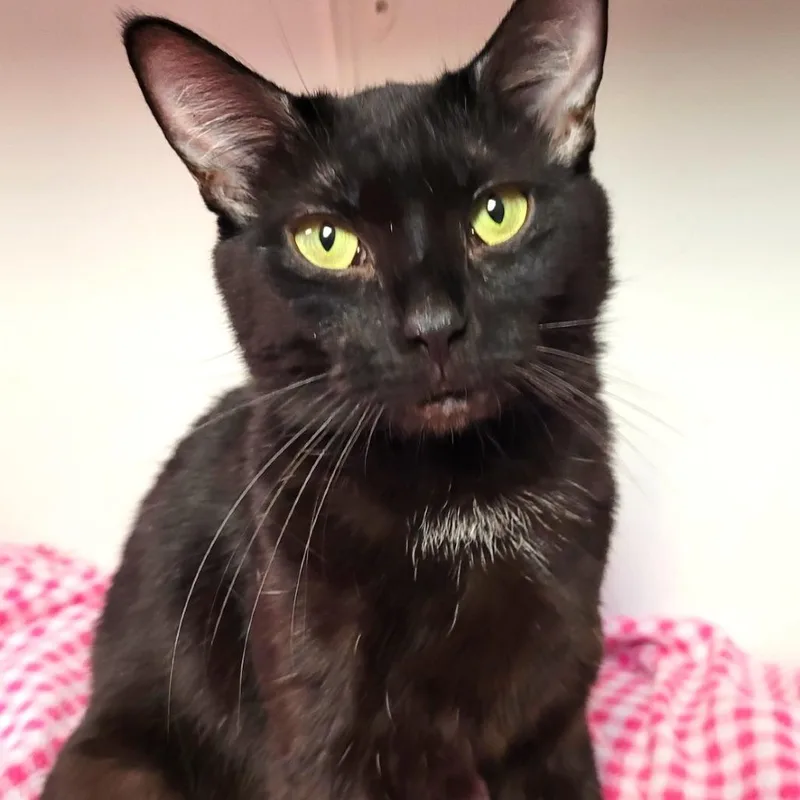 A young medium-sized female Black Domestic Short Hair cat named Juno for adoption in South Elgin, IL