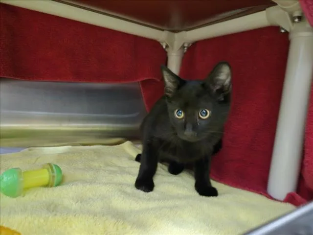 A baby small-sized female Domestic Short Hair cat named Charlotte Ketchup for adoption in Derwood, MD