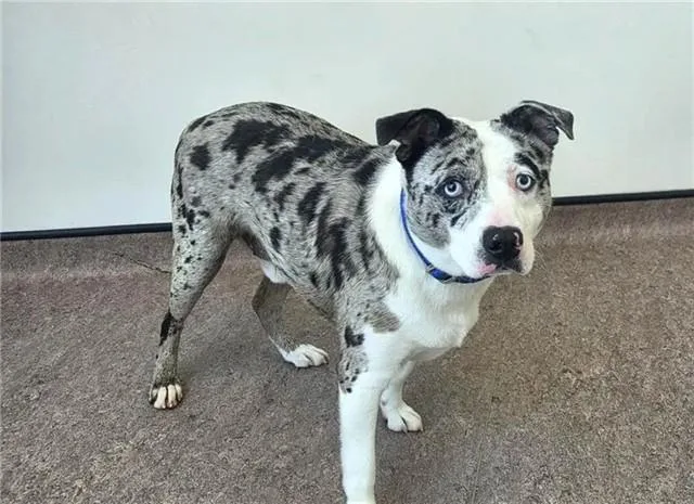 A young medium-sized male Australian Shepherd dog named Loki for adoption in Saint Louis, MO