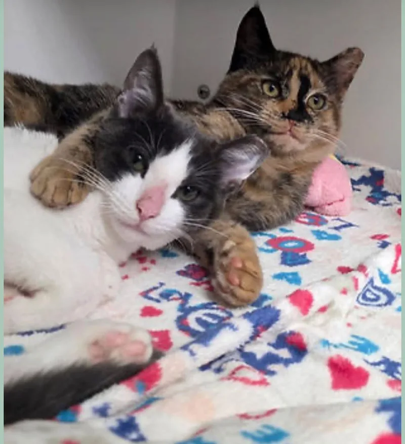A young medium-sized female Domestic Short Hair cat named Netta & Hopscotch for adoption in Smithtown, NY