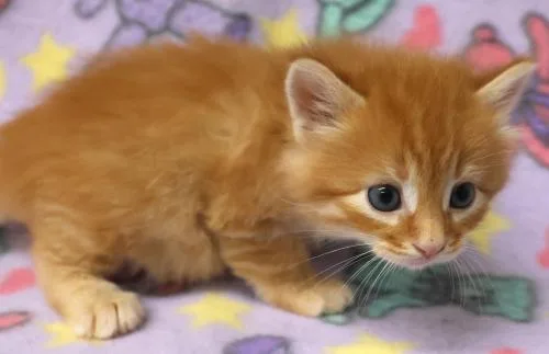 A baby medium-sized male Orange / Red Domestic Short Hair cat named Bruiser for adoption in Thief River Falls, MN