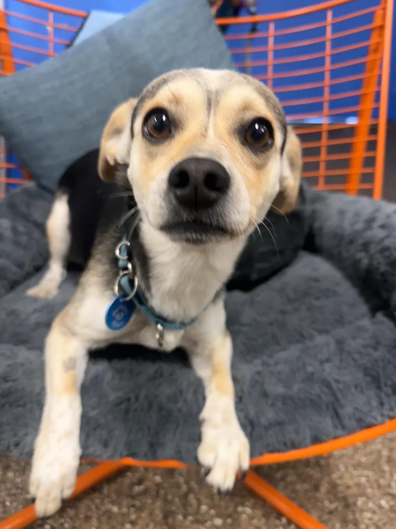 An adult small-sized male Bicolor Chihuahua dog named Dean for adoption in Pasadena, CA