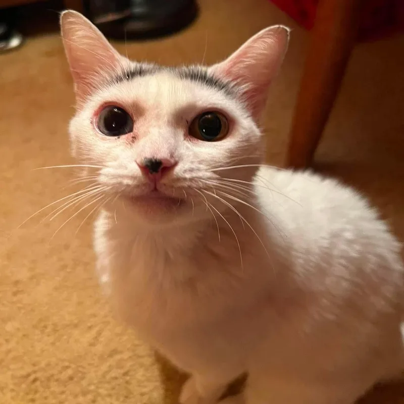 A young medium-sized female White Domestic Short Hair cat named Golden Skye for adoption in Bellmawr, NJ