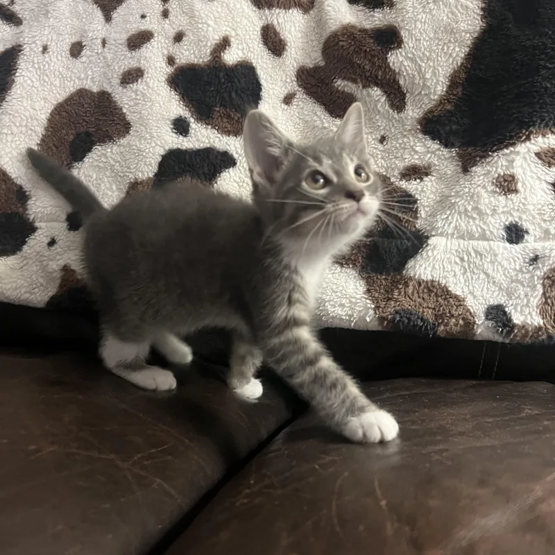 A baby small-sized male Tabby (Gray / Blue / Silver) Domestic Short Hair cat named Edgar for adoption in Davisburg, MI