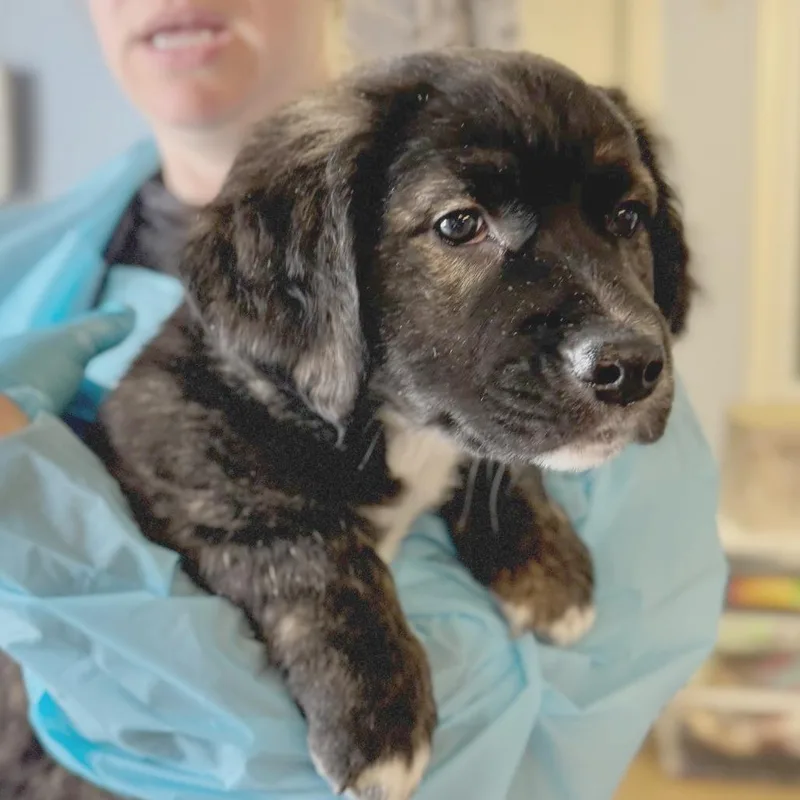 A baby medium-sized male Brindle Mixed Breed dog named Chop for adoption in Hendersonville, NC