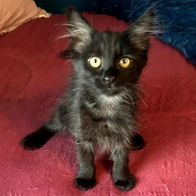 A baby small-sized female Black Domestic Medium Hair cat named Patience for adoption in Long Beach, CA