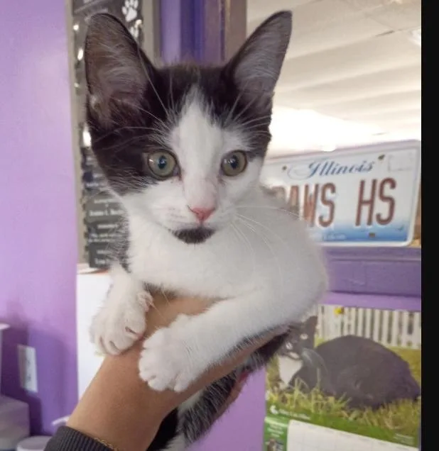 A baby medium-sized female Black & White / Tuxedo Domestic Short Hair cat named Nessa for adoption in Rockford, IL