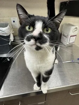 A young medium-sized male Domestic Short Hair cat named Llama for adoption in Fishers, IN