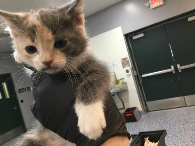 A baby small-sized female Domestic Short Hair cat named Maymay for adoption in Thousand Palms, CA