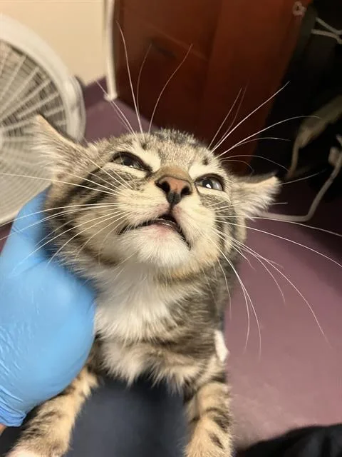 A baby small-sized female Domestic Short Hair cat named A for adoption in Long Beach, CA