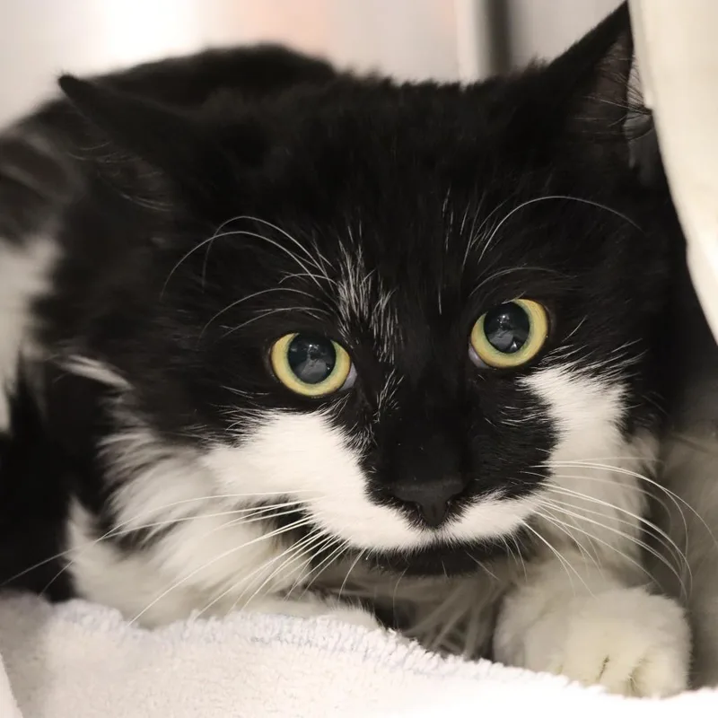 Moostachio thumbnail 2