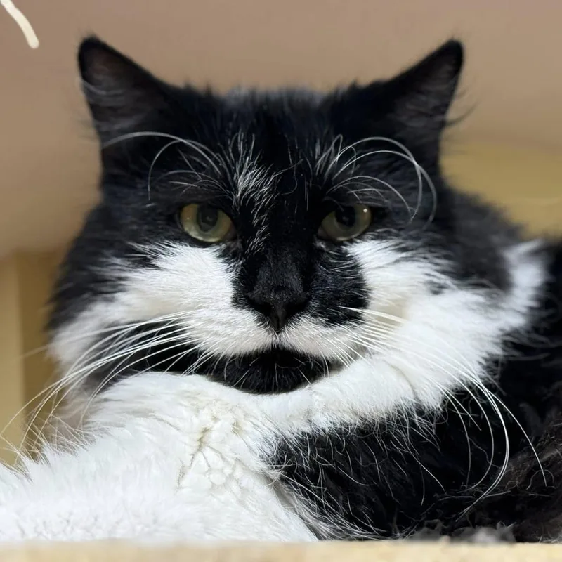 Moostachio thumbnail 3