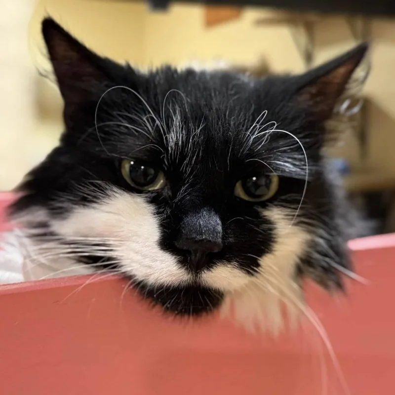 Moostachio thumbnail 4