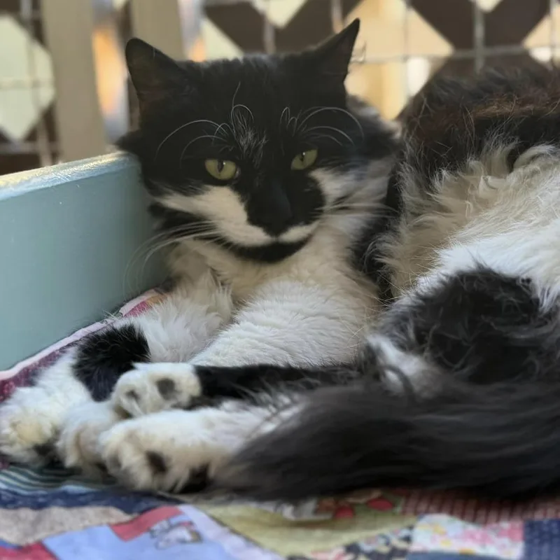 Moostachio thumbnail 5