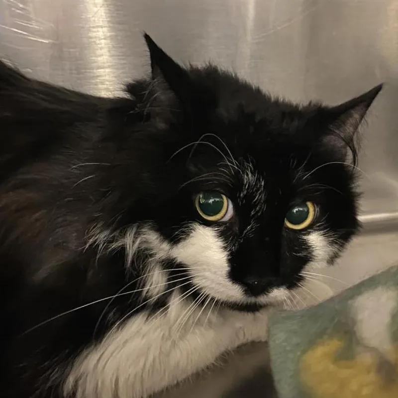 Moostachio thumbnail 6