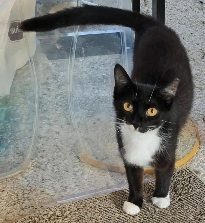 A young medium-sized female Domestic Short Hair cat named Pixel for adoption in Evans, GA