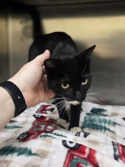 A young medium-sized female Domestic Short Hair cat named Captain for adoption in Westland, MI