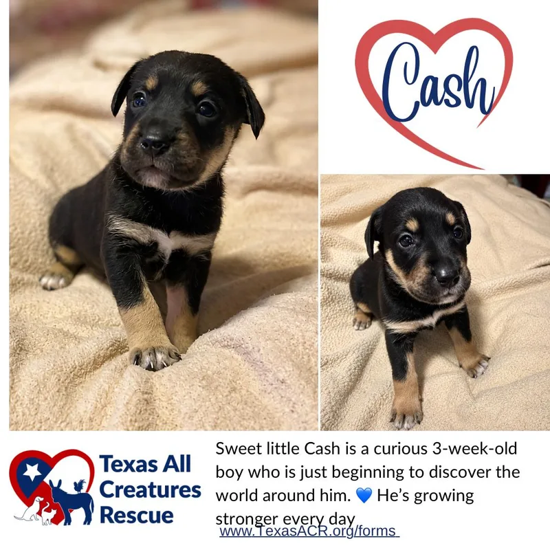 A baby medium-sized male Terrier dog named Cash for adoption in Alvarado, TX