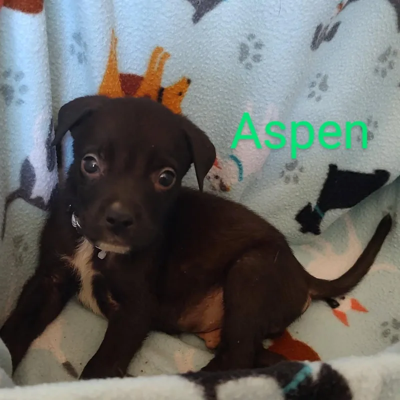Aspen thumbnail 3