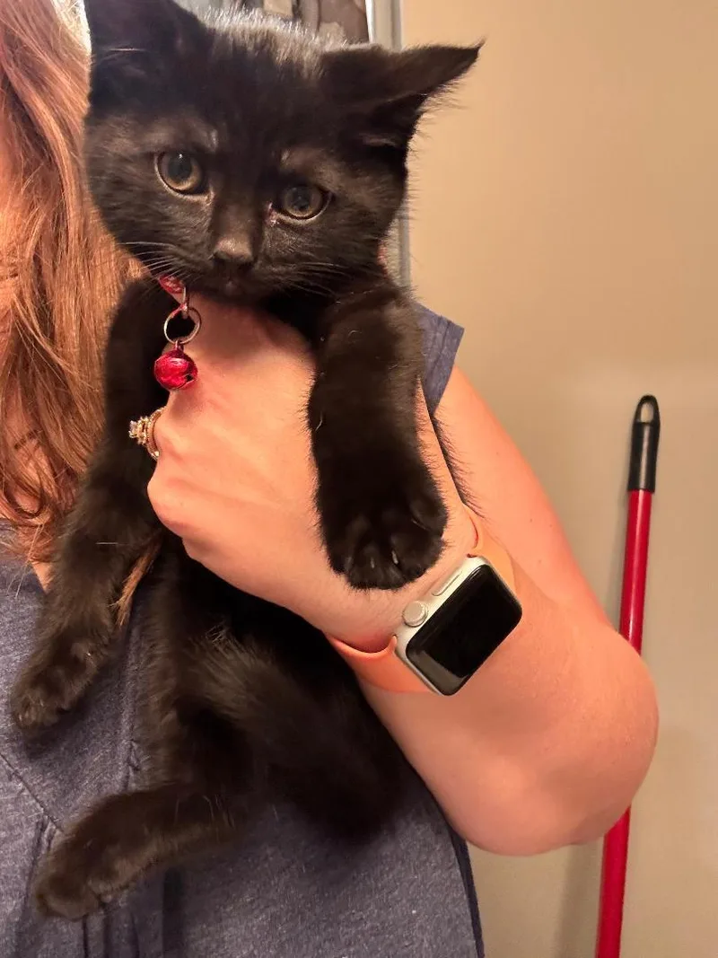 A baby medium-sized female Black Domestic Short Hair cat named Violet for adoption in Omaha, NE