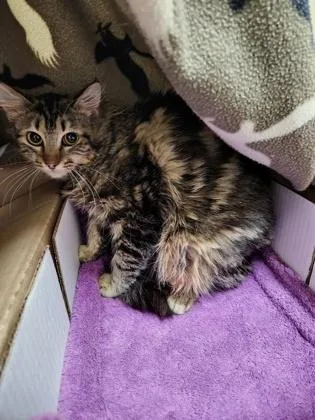 An adult small-sized female Domestic Medium Hair cat named Thai Tea for adoption in Roseville, CA
