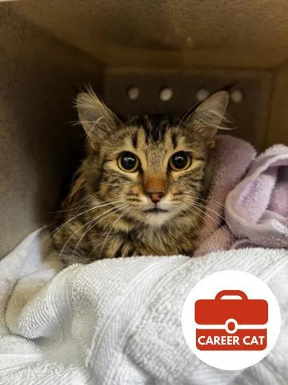 Thai Tea thumbnail 2