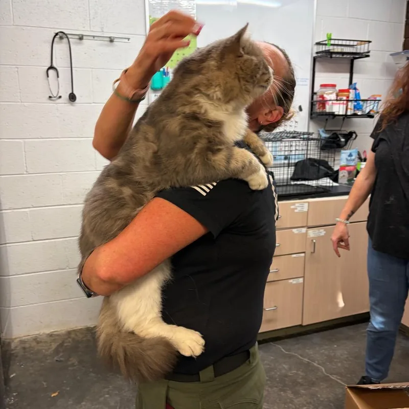 An adult medium-sized male Smoke Domestic Medium Hair cat named Rambo for adoption in Evensville, TN
