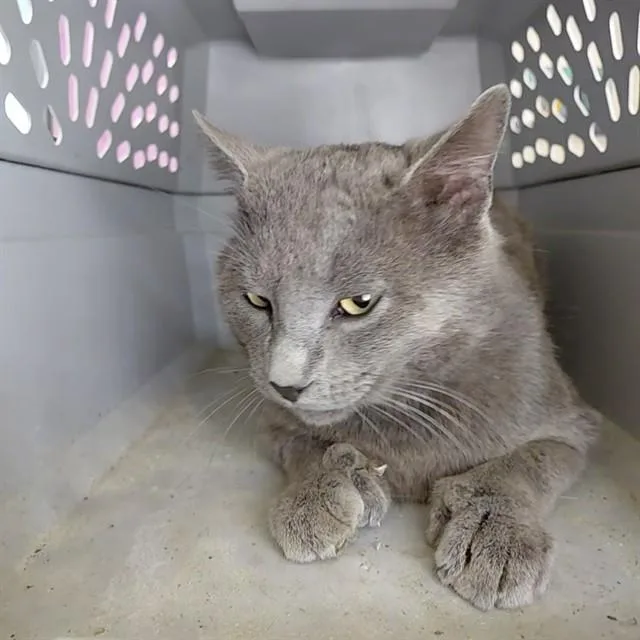 An adult small-sized male Domestic Short Hair cat named Dustin for adoption in Huntsville, AL