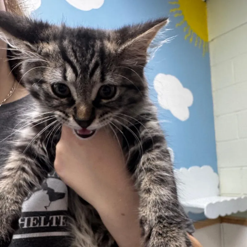 A baby small-sized male Black Domestic Medium Hair cat named Manuel for adoption in Middleburg, FL
