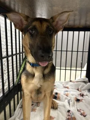 A baby medium-sized male German Shepherd Dog dog named Luca for adoption in Palm Coast, FL