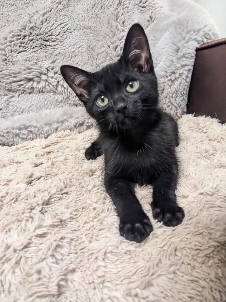 A baby medium-sized male Domestic Short Hair cat named Trestin for adoption in Fort Lupton, CO