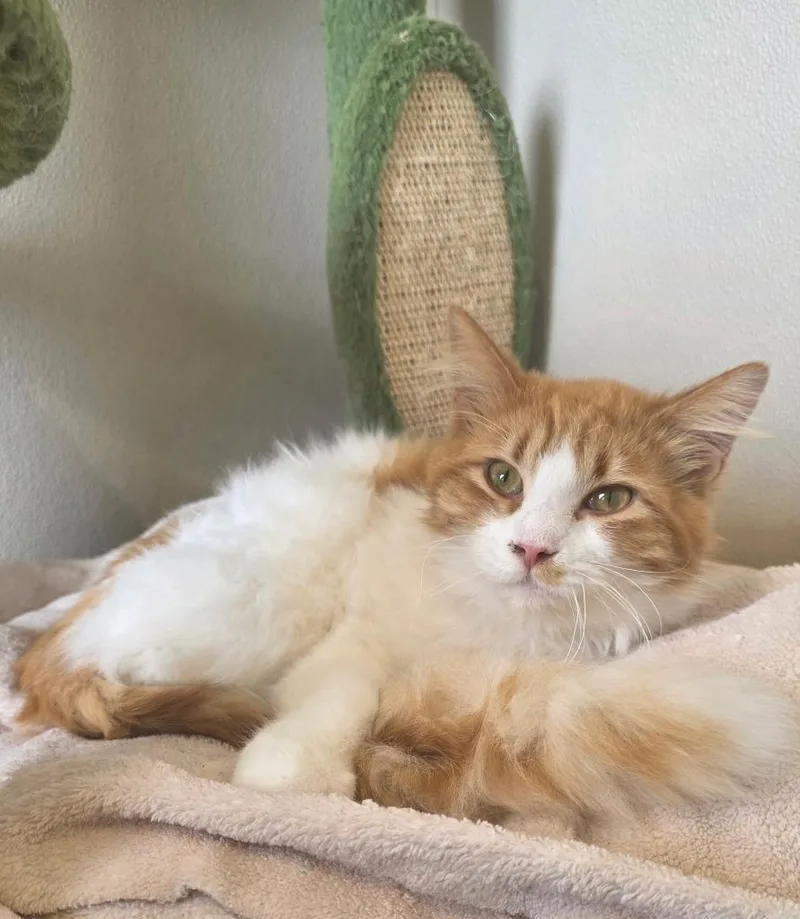 A young small-sized male Domestic Long Hair cat named Harry  Sunny for adoption in Fremont, OH