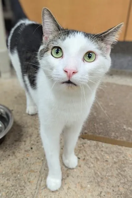 An adult small-sized male Domestic Short Hair cat named Olive for adoption in Madison, NJ