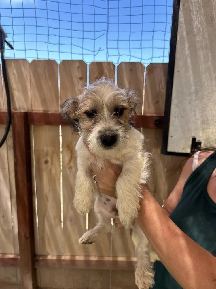 A baby medium-sized male White / Cream Terrier dog named Merlot for adoption in San Diego, CA