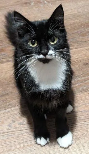 Mistletoe Special Needs