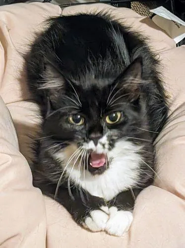 Mistletoe Special Needs thumbnail 3