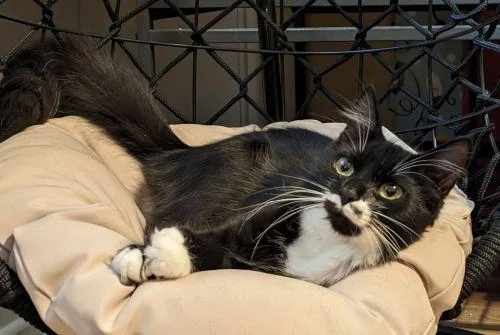 Mistletoe Special Needs thumbnail 4