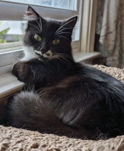 Mistletoe Special Needs thumbnail 5