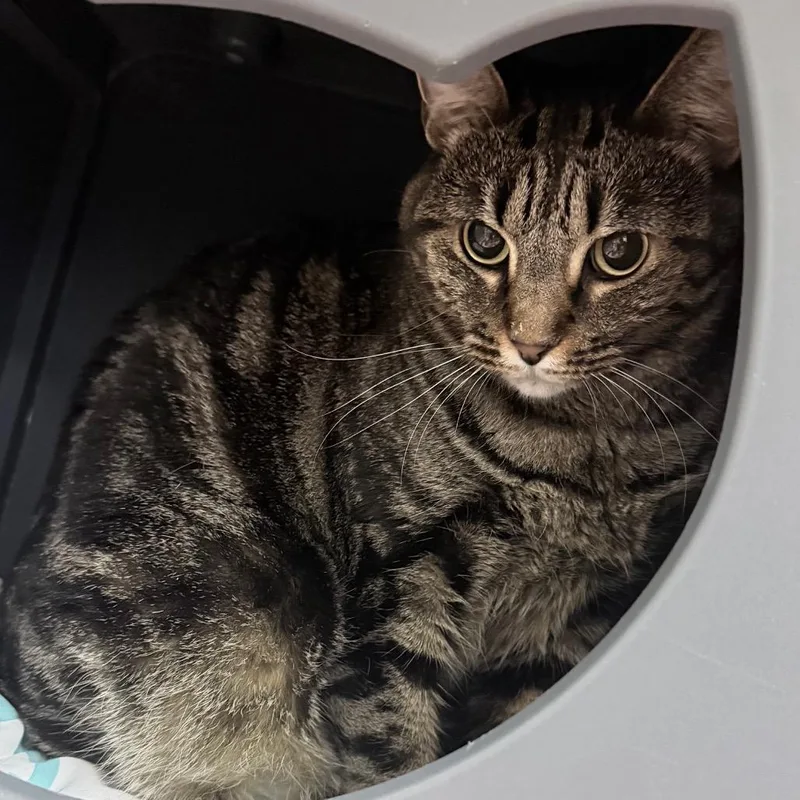 An adult large-sized female Buff / Tan / Fawn Bengal cat named Van for adoption in Titusville, FL