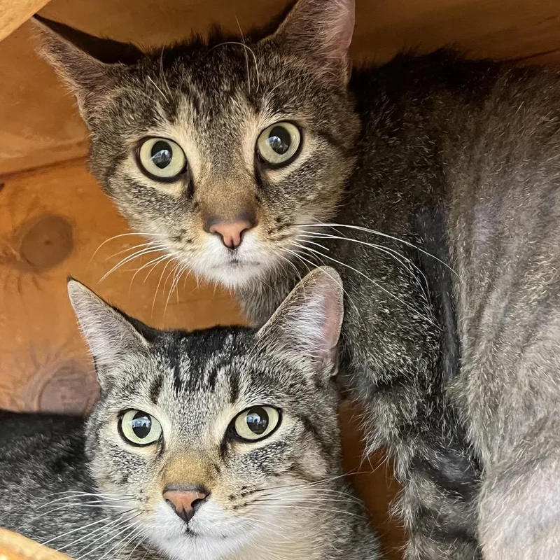 An adult large-sized female Brown / Chocolate Domestic Short Hair cat named Reya for adoption in Delaware, OH