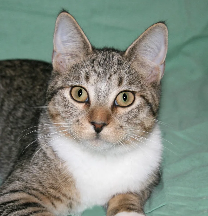 A baby medium-sized male Domestic Short Hair cat named Santana for adoption in Victoria, MN