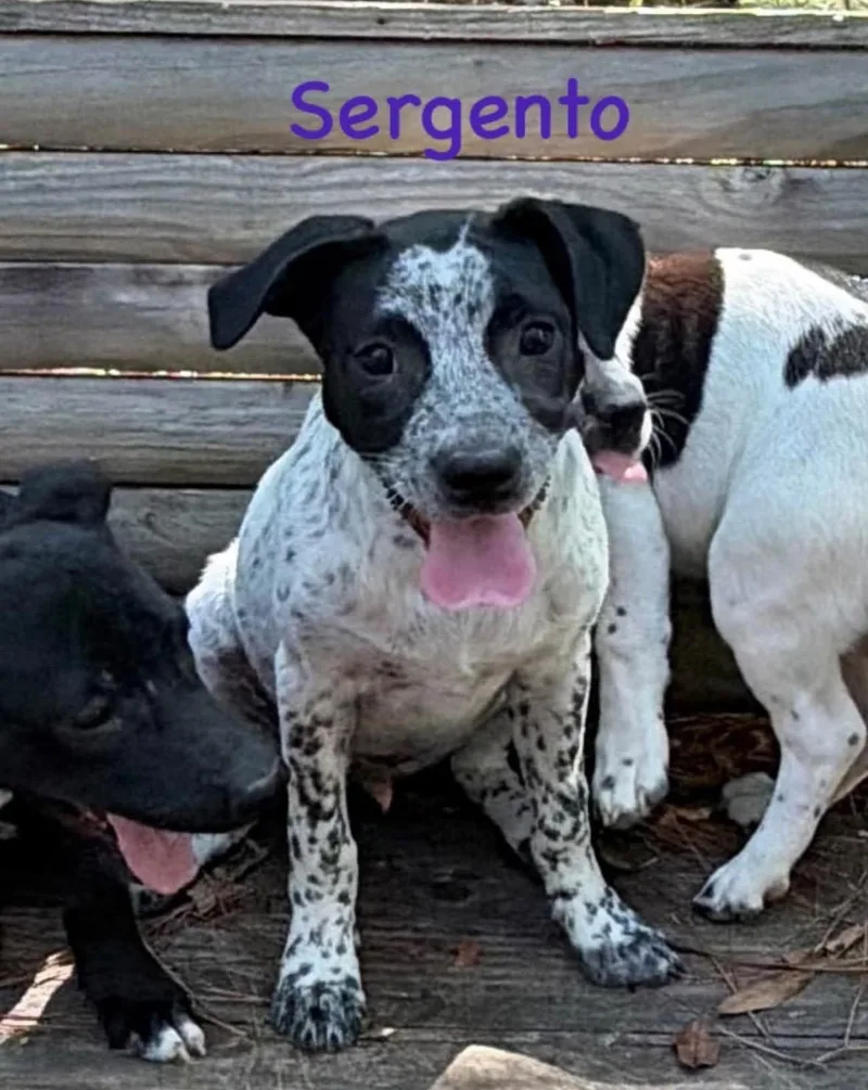 Sergento thumbnail 2