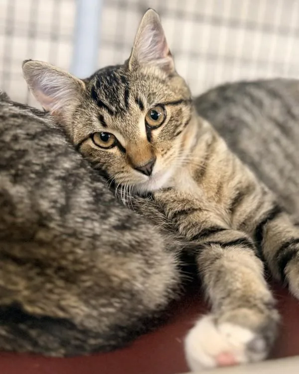 A young small-sized female Domestic Short Hair cat named Flufferbottom for adoption in Novato, CA